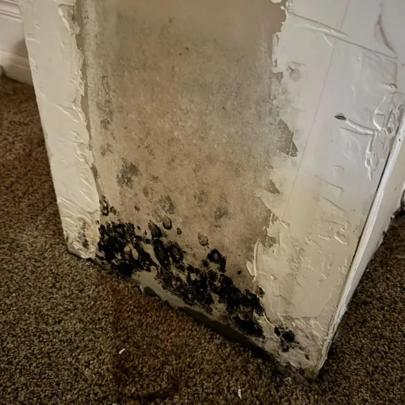 Professional Mold Removal in Mercerville, NJ
